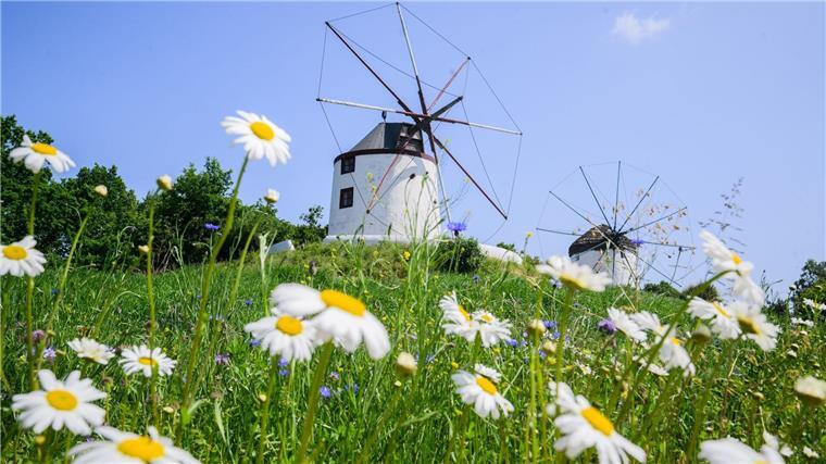 Mühlen stehen im Internationalen Mühlenmuseum Gifhorn.