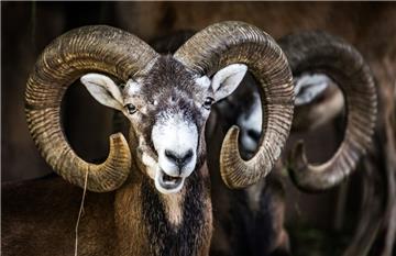 Mufflons stehen im Opel-Zoo wiederkäuend in ihrem Gehege. Mehr als hundert Jahre streiften die Wildschafe durch das abgelegene Waldgebiet östlich von Lüneburg, nun sind sie weg.