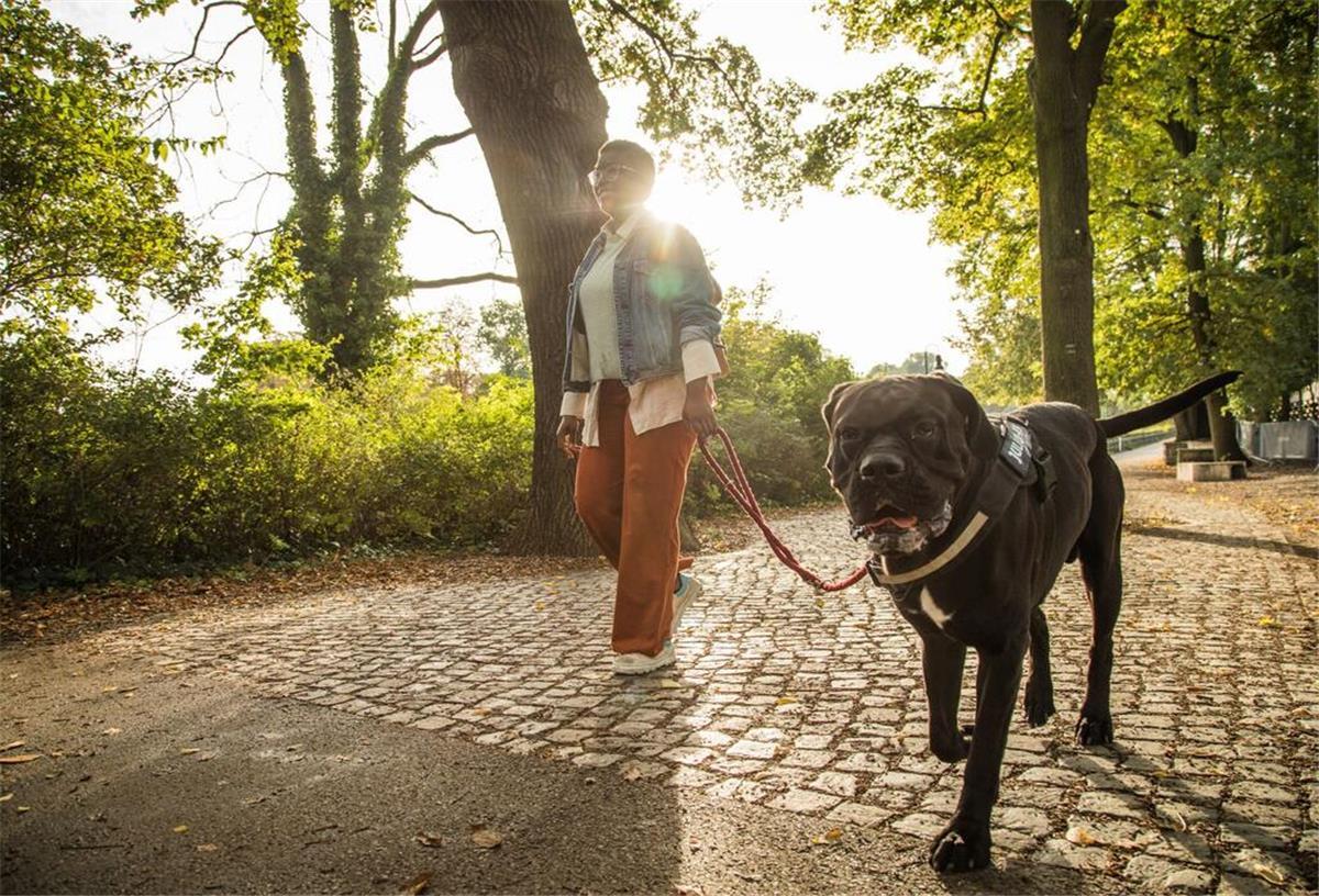 Eine Frau geht mit ihrem Hund in einem Park spazieren.  Muss ich meinen Hund immer anleinen? Braucht mein Hund in der Bahn ein eigenes Ticket? Ist eine Haftpflichtversicherung Pflicht? Wir haben die Antworten auf die wichtigsten Fragen.