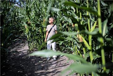 Mutterseelenallein im Maisacker: NZ-Reporterin Inga Hansen sucht den richtigen Weg durch das grüne Dickicht. Foto: HartmannArnd Hartmann