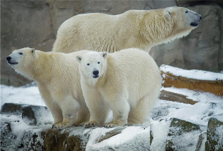 Eisbären im Zoo am Meer in Bremerhaven.