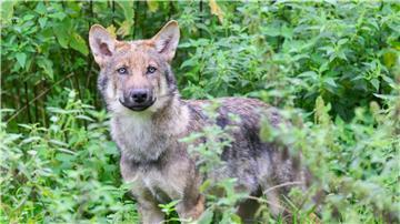 Nach Angaben der Landesjägerschaft gab es zuletzt 56 Wolfsrudel in Niedersachsen. (Archivbild)