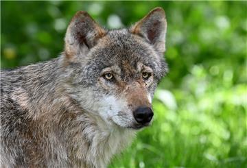 Ein Wolf läuft durch sein Gehege im Wildpark Eekholt.