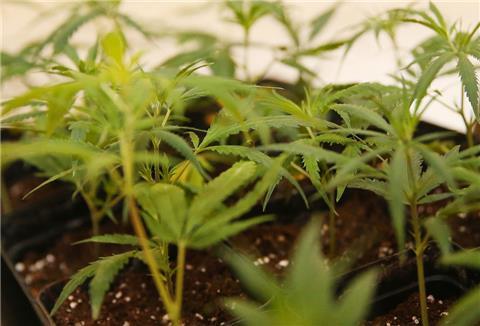Cannabispflanzen