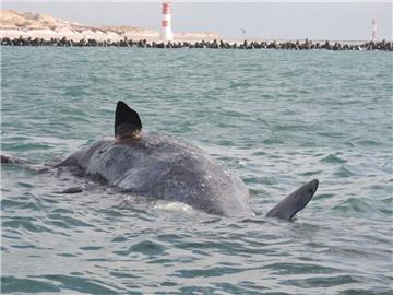 Nach dem Fund von zwei toten Pottwalen auf Wangerooge sind nun auch vor Helgoland zwei tote Tiere gesichtet worden.