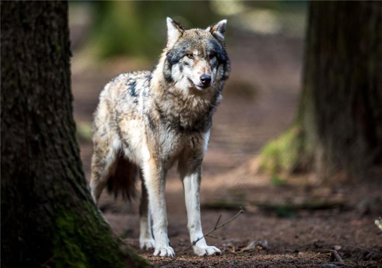 Nach dem mutmaßlichen Wolfsangriff in Steinfeld wurden tierische Haare analysiert.