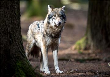 Nach dem mutmaßlichen Wolfsangriff in Steinfeld wurden tierische Haare analysiert.