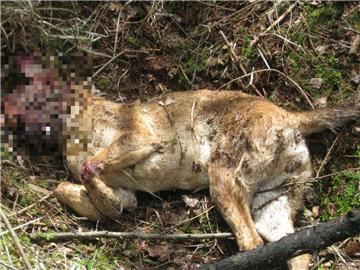 Nach dem schrecklichen Fund des Hunde-Kadavers bei Hagen ermittelt  die Polizei.