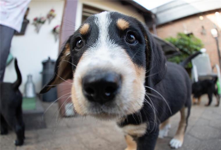 Nach dem Tasso-Ranking 2023 sind die Hundehalter bei der Namensgebung ihrer Hunde eher konservativ. 