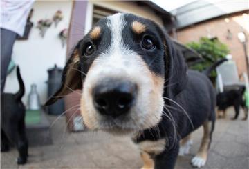 Nach dem Tasso-Ranking 2023 sind die Hundehalter bei der Namensgebung ihrer Hunde eher konservativ. 