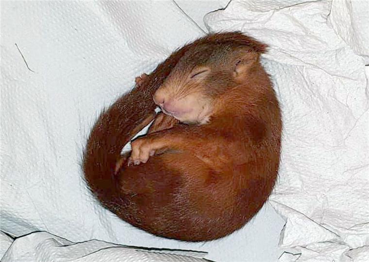 Nach der Jagd auf einen Mann in Karlsruhe schlief das Eichhörnchen bei der Polizei.