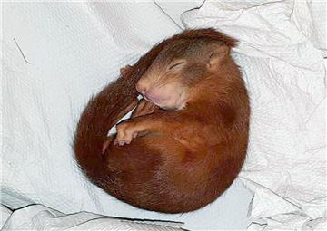 Nach der Jagd auf einen Mann in Karlsruhe schlief das Eichhörnchen bei der Polizei.