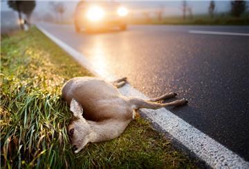 Ein totes Reh liegt nach der Kollision mit einem Auto am Straßenrand einer Landstraße.