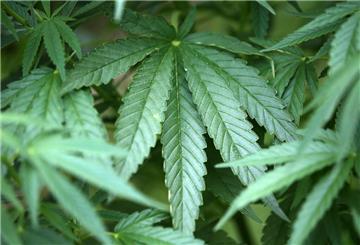 Nach einem Feueralarm in Blumenthal stieß die Polizei auf eine riesige Cannabisplantage. Ein Verdächtiger wurde festgenommen, die Ermittlungen laufen.