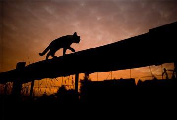 Die Silhouette einer Katze, die über einen Weidenzaun klettert.