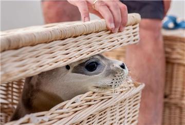 Der Seehund «Scotty» schaut kurz vor der Auswilderung aus einem Korb am Ostende der Insel Juist.