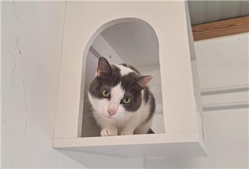 Katze schaut aus einem Loch