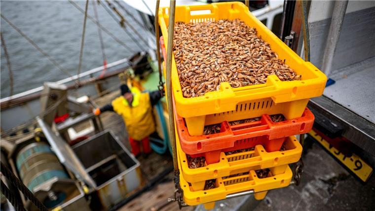 Fischer fangen mehr Krabben – Preisrückgang bis Weihnachten? Nach mauen Wirtschaftsjahren sind die Fischer an der Nordseeküste erleichtert über die hohen Fangmengen. (Archivbild)