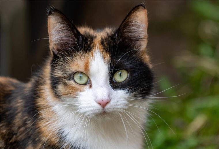 Eine Katze in einem Feld.