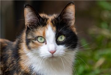 Eine Katze in einem Feld.