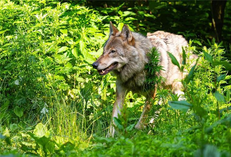 Ein Wolf läuft in einem niedersächsischen Wildpark Lüneburger Heide durch sein Gehege.