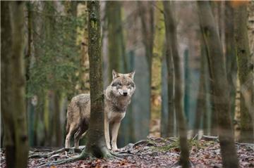 Nach Problemwolf "Kurti" soll in Niedersachsen jetzt ein zweiter Wolf abgeschossen werden.