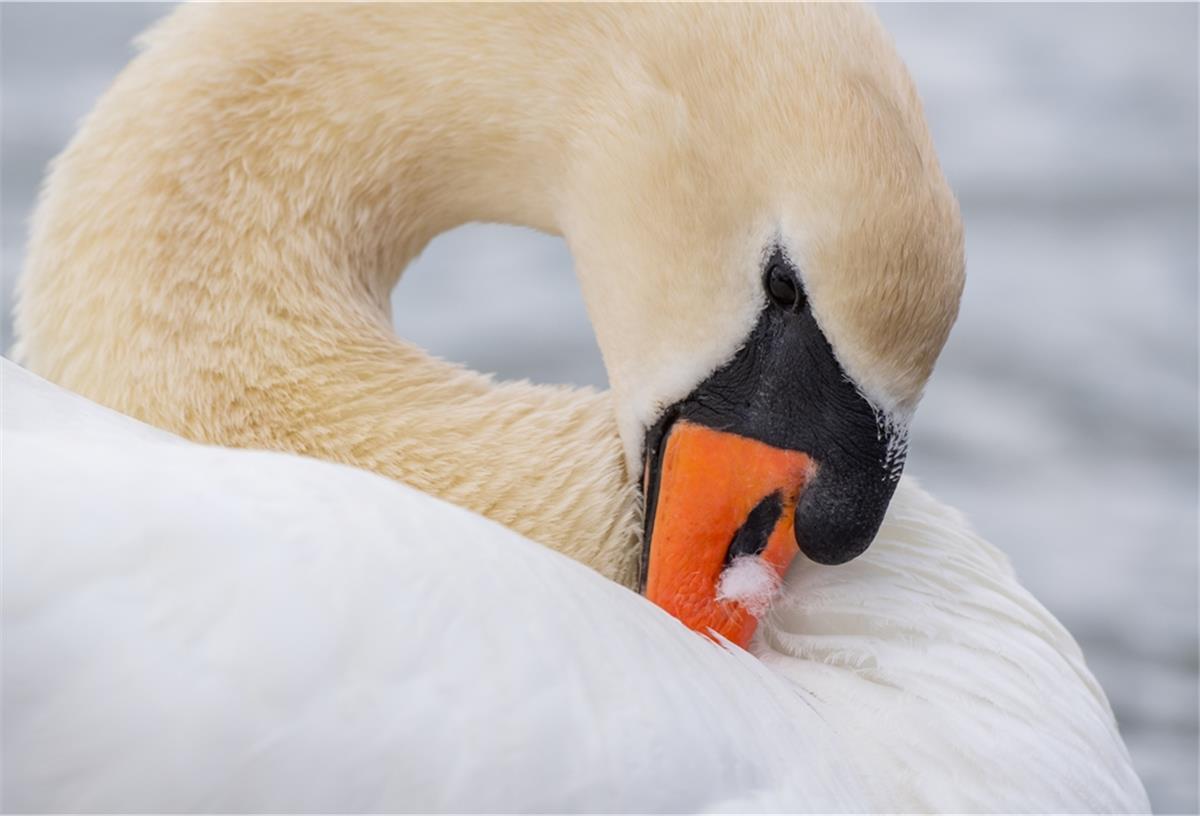 Ein Schwan