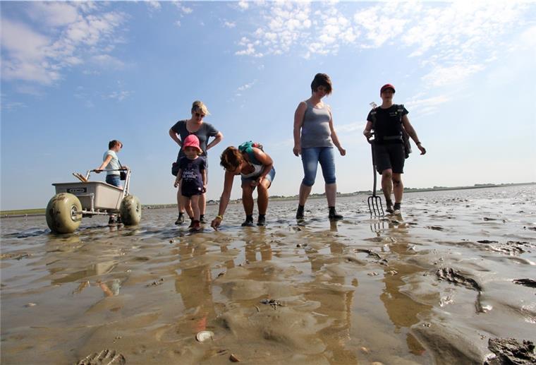 Personen laufen durch das Wattenmeer.