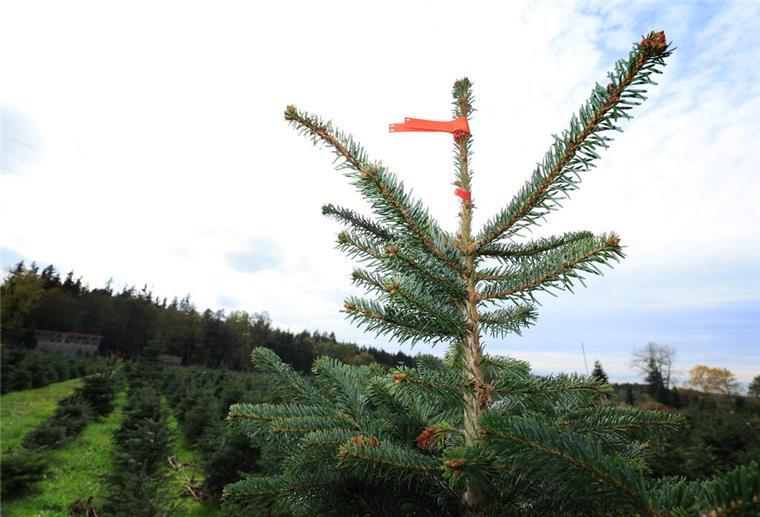 Stadtverwaltung baut 13-Meter-Baum ab, weil er hässlich war, und erntet Spott Nach wenigen Stunden abmontiert: Delmenhorst erntet Spott für Tannen-Fiasko