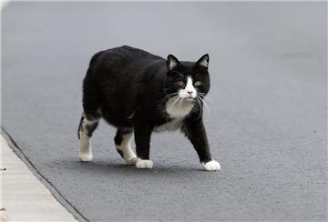 Nach Zeugenangaben soll ein Autofahrer eine auf der Straße sitzende Katze absichtlich überfahren haben. Bei der Katze auf dem Foto handelt es sich um eine andere Katze.