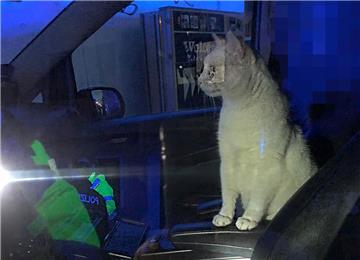 Nachdem ein Feuer in einem Mehrfamilienhaus in Lehe ausgebrochen war, wurde diese Katze gerettet.