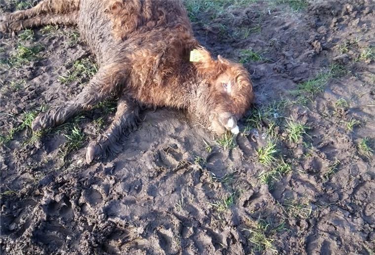Ein totes Kalb