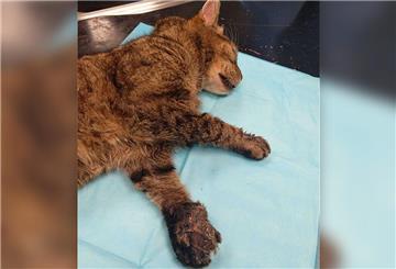 Nachdem er wohl angefahren worden war, landete der Kater am Freitag auf dem OP-Tisch beim Tierarzt. Jetzt soll er schnell wieder auf die Beine kommen.