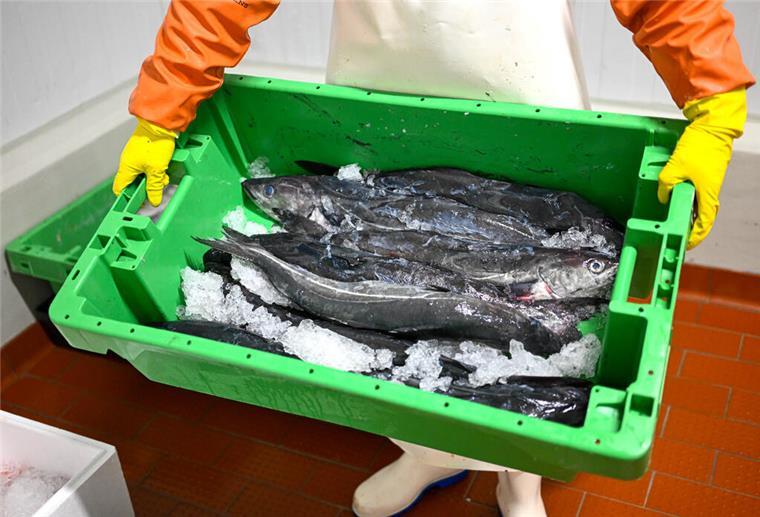 Seelachs aus der Nordsee liegt in einer Fischkiste.  Der WWF zeigt, welche Fischarten bedenkenlos gekauft werden können. Alaska-Seelachs ist dabei die Top-Empfehlung.