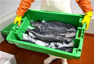 Seelachs aus der Nordsee liegt in einer Fischkiste.  Der WWF zeigt, welche Fischarten bedenkenlos gekauft werden können. Alaska-Seelachs ist dabei die Top-Empfehlung.