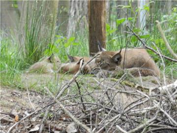 Nachwuchs im Tierpark: Luchsin Lissy mit ihren drei Jungen