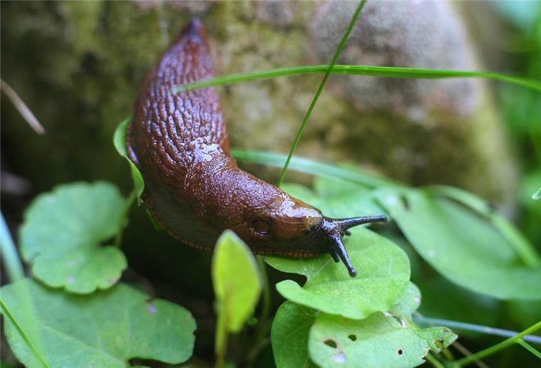 Nacktschnecke auf einer Pflanze 