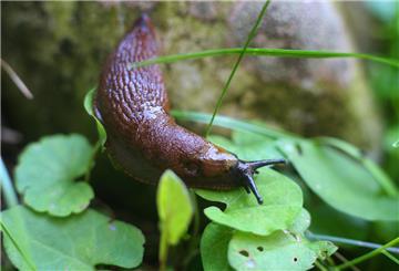 Nacktschnecke auf einer Pflanze 