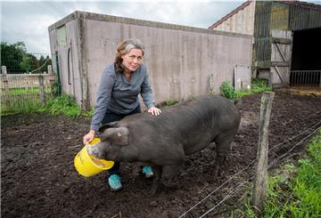 Nadja Poppen, Besitzerin des Bioland Hofs Sonnenschein, füttert ihr bei Instagram bekannt gewordenes Angler Sattelschwein Bobby.