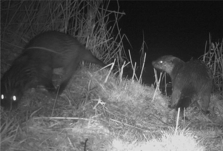Otter auf der Luneplate Nächtlicher Beweis an der Alten Weser: Otterpärchen in der Fotofalle