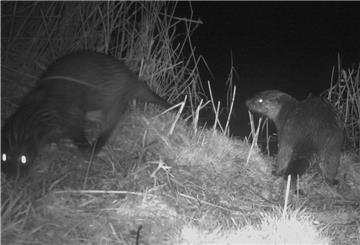 Nächtlicher Beweis an der Alten Weser: Otterpärchen in der Fotofalle