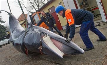 Nahe der meistbefahrenen Schifffahrtsstraße der Ostsee wird ein toter Zwergwal entdeckt. Offenbar wurde ihm eines der Schiffe dort zum Verhängnis.
