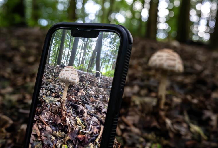 Pilzsaison beginnt - Giftnotruf warnt vor Apps Mit einer Pflanzenbestimmungs-App wird ein Foto von einem Pilz gemacht.