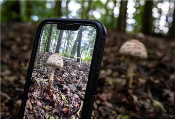 Mit einer Pflanzenbestimmungs-App wird ein Foto von einem Pilz gemacht.