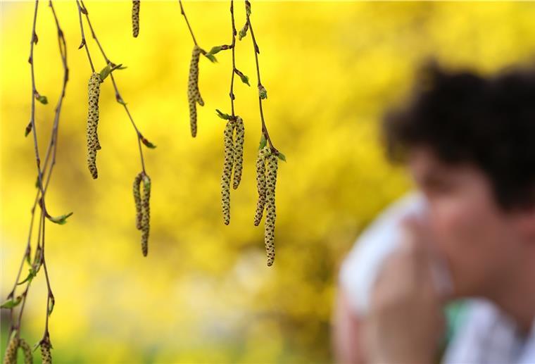 Die neue Gesundheitsserie: Warum Allergiker noch mehr leiden Nase schnäuzen ohne Ende: Der Alptraum für Pollenallergiker beginnt wegen des Klimawandels immer früher.