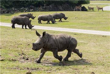 Nashorn Tayo spaziert über das Freigelände im Serengeti-Park.