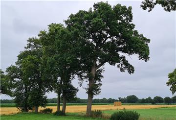 Eichen Alfstedt