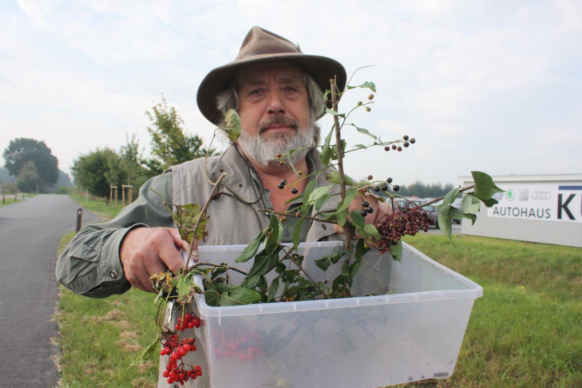 Naturexperte Hermann Kück warnt vor dem Verzehr giftiger Beeren, unter anderem den Früchten der Amerikanischen Traubenkirsche.