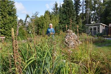 Naturnähe am Asternweg in Langen: Hilke Sens bestückte ihren Garten unter anderem mit Wildblumen und sorgte so für einheimische Vielfalt, die Insekten reichlich Nahrung bietet.