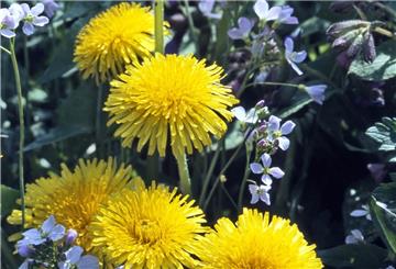 Naturnahe Gärten will der Nabu vernetzen.